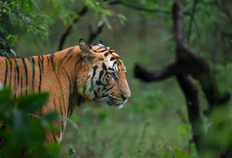 Bandhavgarh National Park Best Tiger Safari Reserve