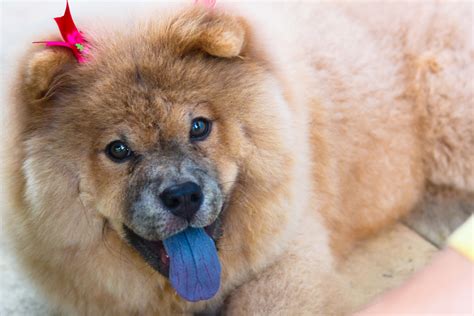79 Chow Chow Dogs With Blue Tongue L2sanpiero