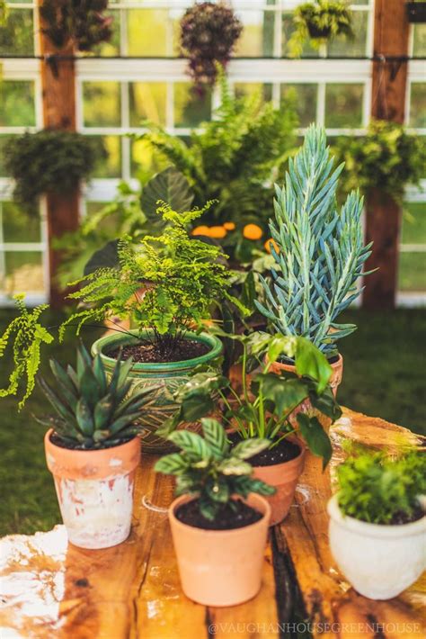 Pin Van Bambi Op Greenhouses