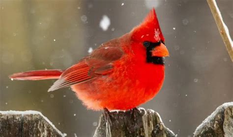 Indiana State Bird Description Pictures And Fun Facts