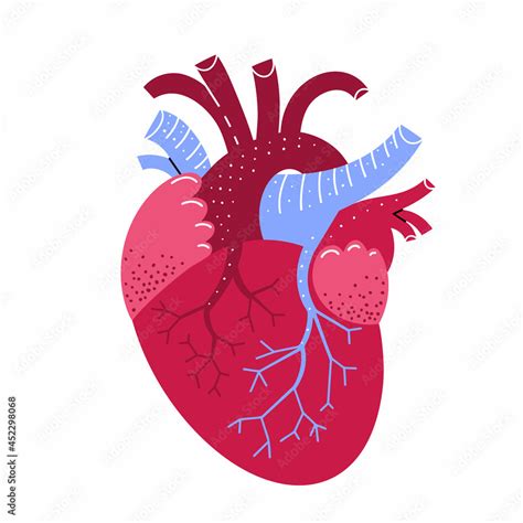 Human Heart Illustration Vector Medicine Illustration In Cartoon Style