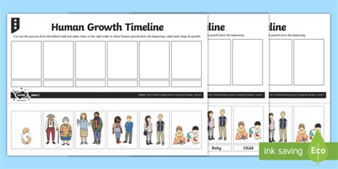 Human Growth Timeline Worksheet Worksheet Teacher Made