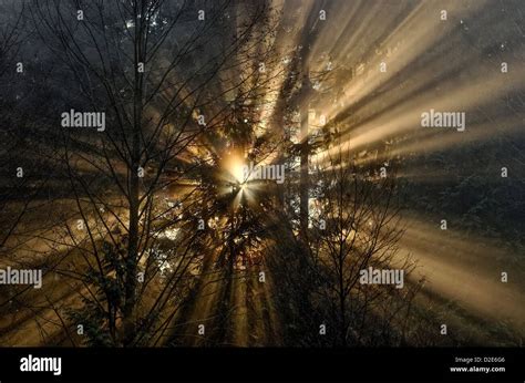 Sunburst Crepuscular Rays God Beams Light Through Trees Sunbeams Stock
