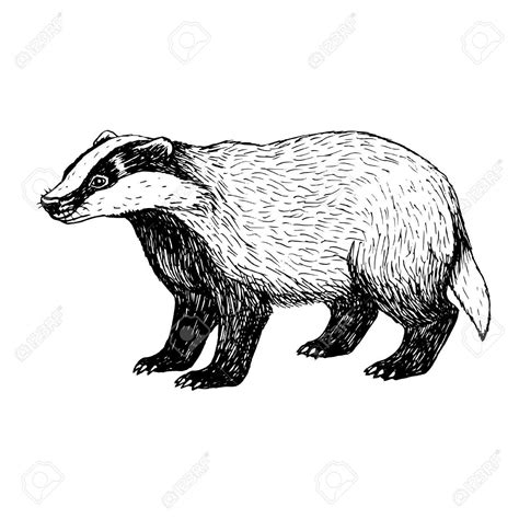 Badger Illustration Illustration Art Cute Cartoon Drawings Animal