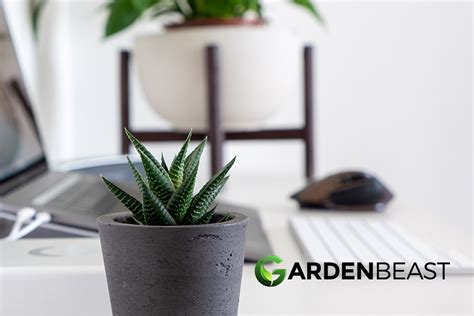 what are the best office plants here s our top picks