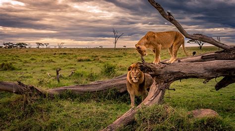 Wallpaper Lions Lioness Africa Nature Trunk Tree Grass 1366x768