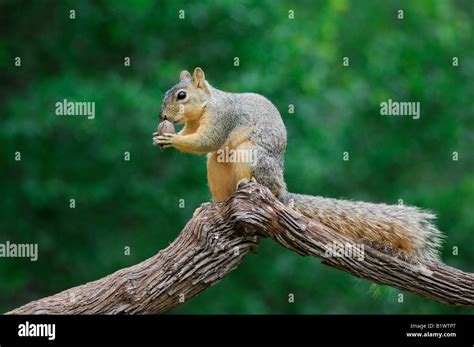 Eastern Fox Squirrel Sciurus Niger Male Eating Pecan Nut Refugio