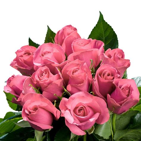 Globalrose Fresh Pink Roses Bulk 100 Stems Roses Pink 100 The Home