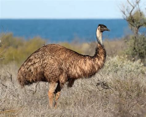 Emu Facts Diet Habitat And Pictures On Animaliabio