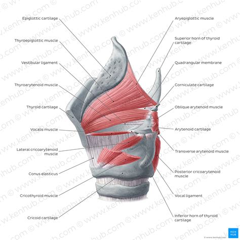 Ligaments Muscles Of The Larynx Extrinsic Intrinsic Attachments The