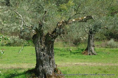Centenarian Olive Trees Olive Tree Tree Olive