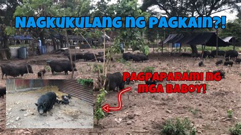 Bakit Nauubos Agad Ang Pagkain Breeding Plans Ng Mga Baboy Youtube