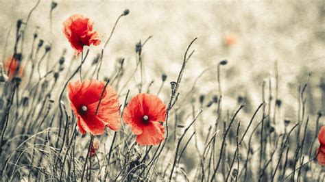 Poppy Backgrounds Wallpaper Cave