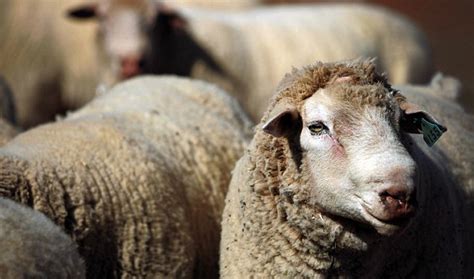 The Source A Fresno State Student Has Sex With Sheep Arrested On