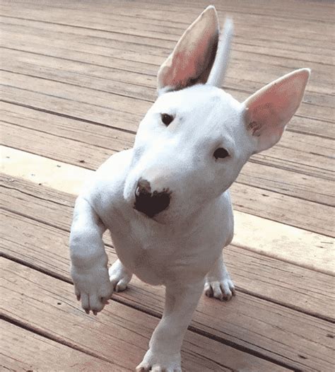 Best 12 Pictures Of Bull Terriers Of The Year 2016 Inside Dogs World