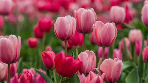 Light Dark Pink Tulip Flowers Field In Blur Background Hd Flowers