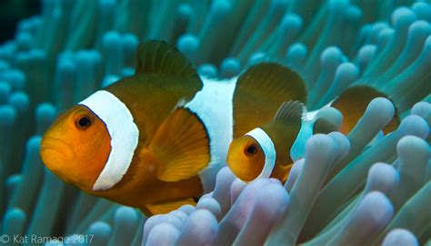 Everyone Loves Nemo Sea Rovers Dive Center Pemuteran Bali