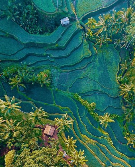 Rice Terrace In Ubud Bali 💚💚💚 Pic By Ellchintya Bestplacestogo
