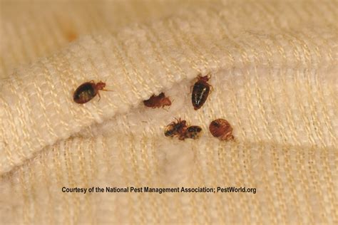 How Do You Get Bed Bugs In The First Place Avoid Bed Bugs