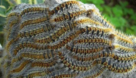 Consulter son vétérinaire en urgence en cas d'atteinte de son animal de compagnie. Le CYCLE et les DANGERS des CHENILLES PROCESSIONNAIRES du ...