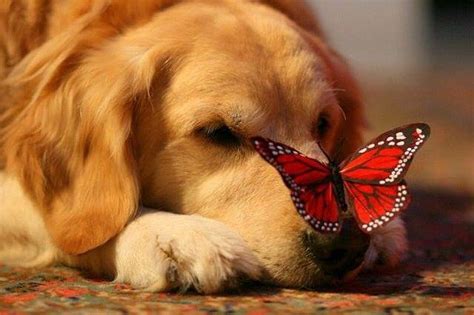 Butterfly Visiting Dogs Nose Pictures Photos And Images