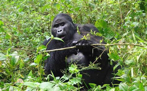 4 Days Uganda Gorilla Safari Affordable Bwindi Gorilla Tour