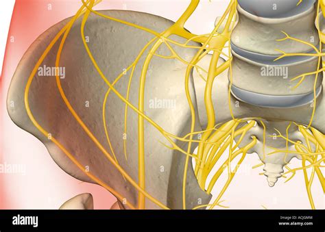 The Nerves Of The Hip Stock Photo Alamy