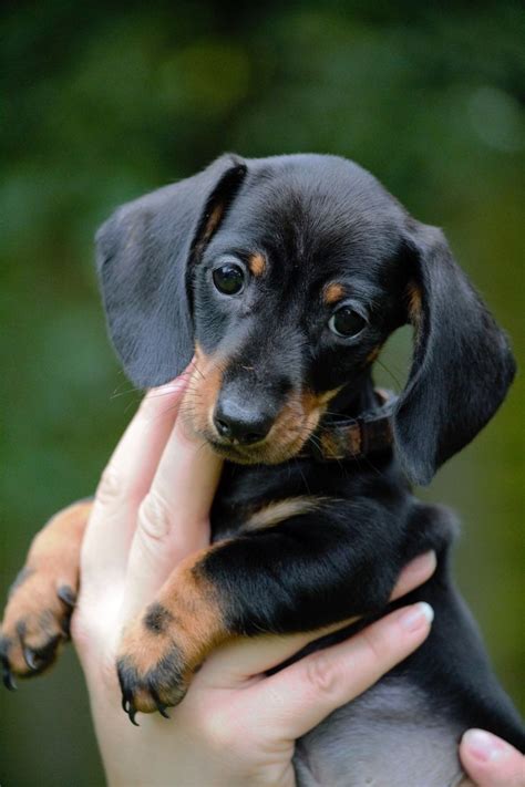 I am a full service breeder of miniature dachshunds that believe in providing each and every client with the highest quality dachshund puppies for sale, not only in alabama, but nationwide. Miniature Dachshund - Global Dog Breeds