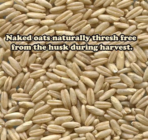 Nutrients And Efficiency Of Naked Oats Stethostalk