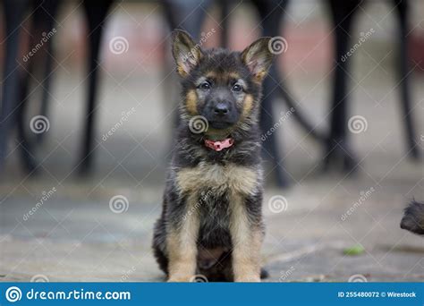 Selective Focus Shot Of German Shepherd Puppy Stock Photo Image Of