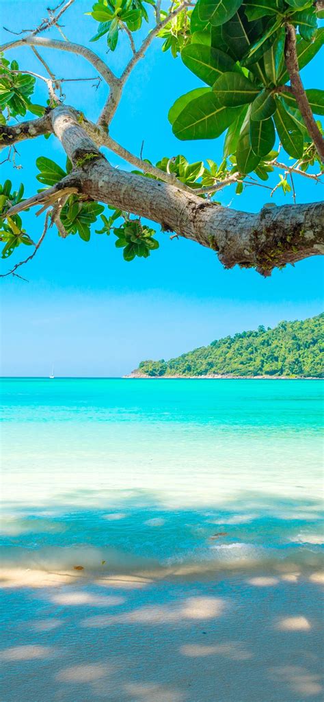 Beautiful Sea Beach Tree Tropical 1242x2688 Iphone 11 Proxs Max