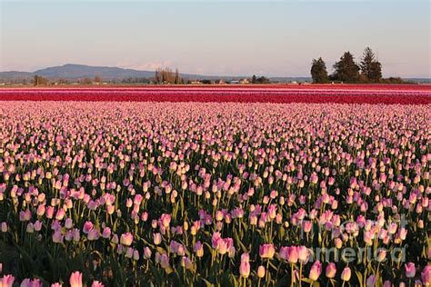 Sun Setting On Pink Tulips By Carol Groenen Is A Photo Of The