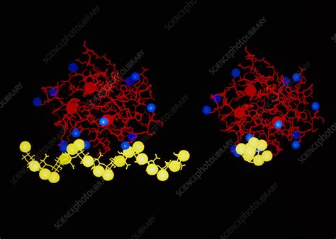 Fibroblast Growth Factor Molecules Stock Image A6170055 Science