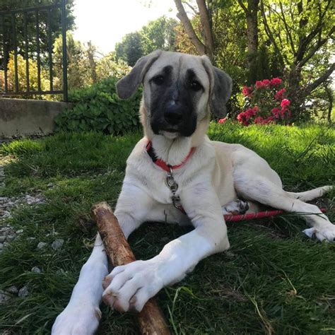 Puppy Growth Chart Palézia Anatolian Shepherd Dog Female