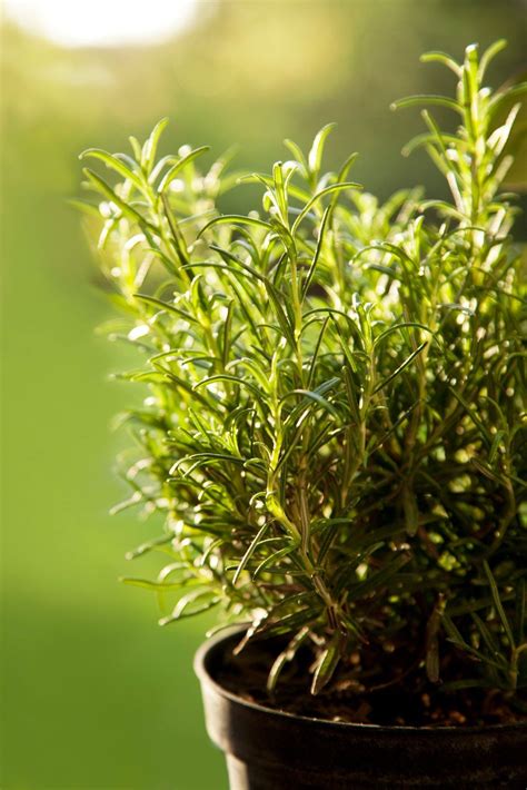 Rosemary Container Care Tips For Growing Rosemary In Pots Growing