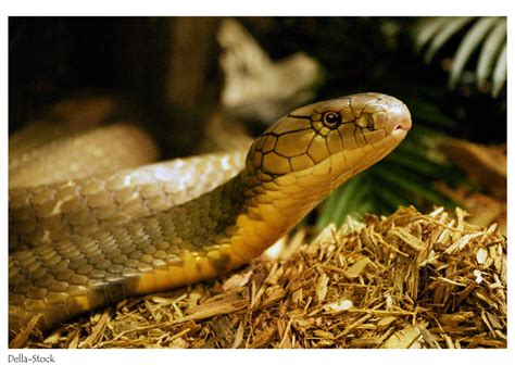 Snake King Cobra Head By Della Stock On Deviantart