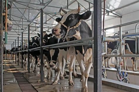7 Types Of Milking Parlors Best For Dairy Farms