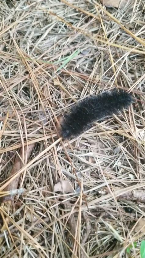 Fuzzy Worm Insects