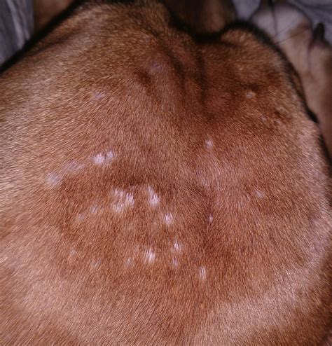 I Think My Dog Has Some Sort Of Skin Thing Going On And I Cant Figure