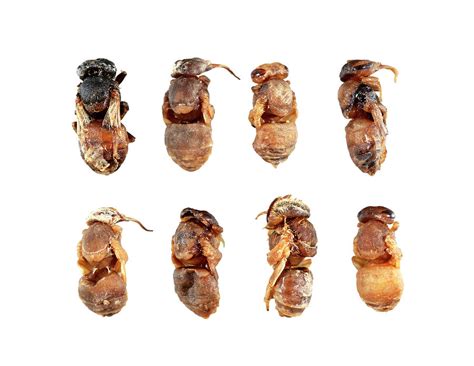 Deformed Honeybee Pupae Photograph By Uk Crown Copyright Courtesy Of