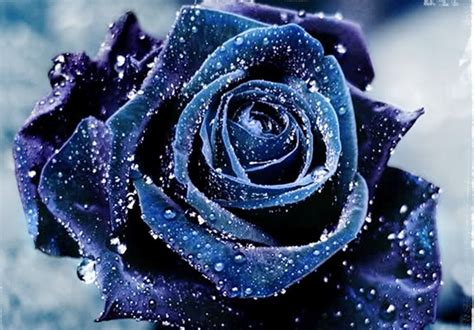 Blue Rose Beautiful Roses Rose Pictures Beautiful Flowers