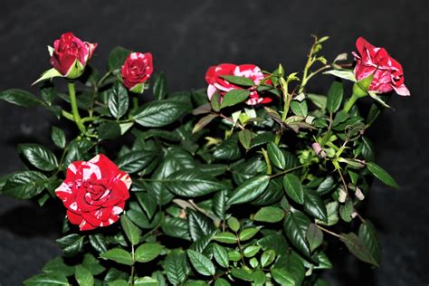 Miniature Rose Bush—indoor Care Dengarden