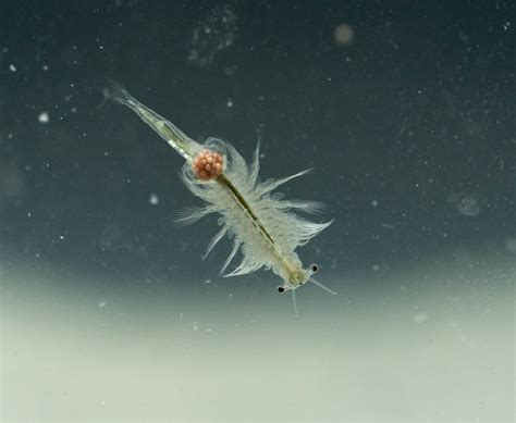 Artemia Female Artemia Salina With Eggs Roman Schaub Flickr