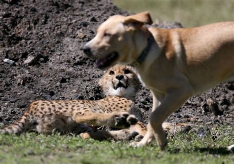 A Cheetah Cub And Lab Mix Puppy Are Unlikely Bffs At Metro Richmond Zoo