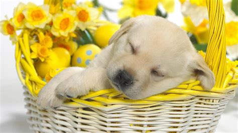 Cute Brown Puppy Is Sleeping Inside Flower Basket With Flowers Hd
