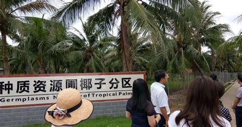 HAINAN Provinsi di china dengan industri kelapa yang maju - Elinotes review
