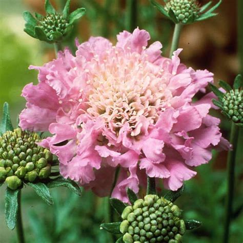 Walters Gardens Variety Scabiosa Pink Mist Scabiosa Flowers