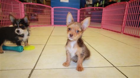 Cute Chorkie Puppies For Sale In Georgia At Puppies For Sale Local