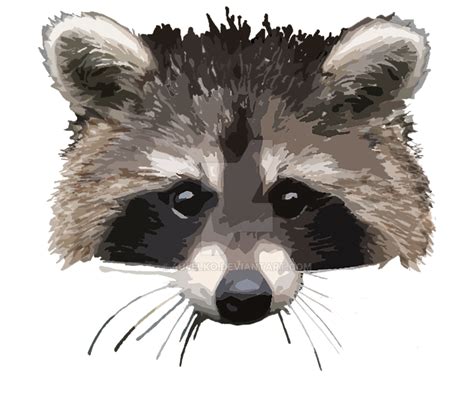 Raccoon Whiskers Animal Carnivora Mammal Raccoon Png Download 979