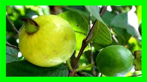 Growing Guava Tree From Seeds Guava Tree Care In Containers Youtube